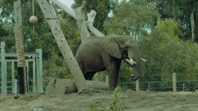 Elephant Odyssey — customer photo 5