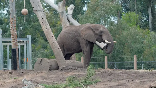Elephant Odyssey — customer photo 6