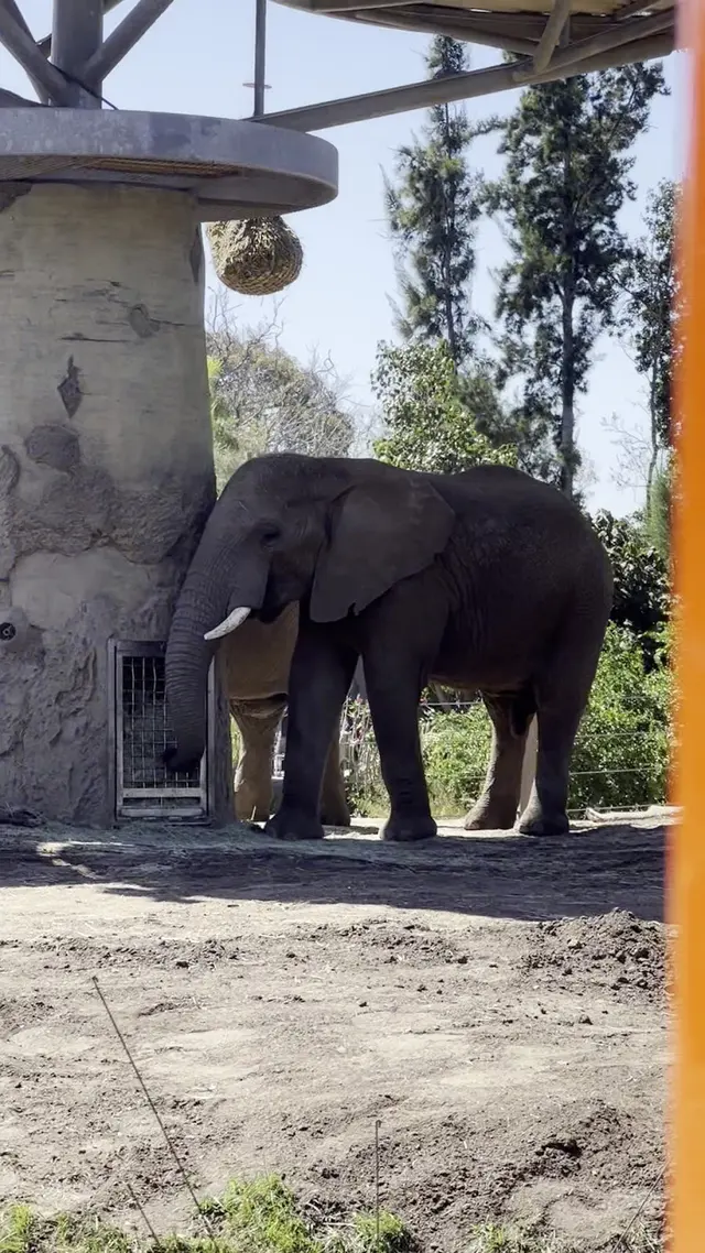 Elephant Odyssey — customer photo 10