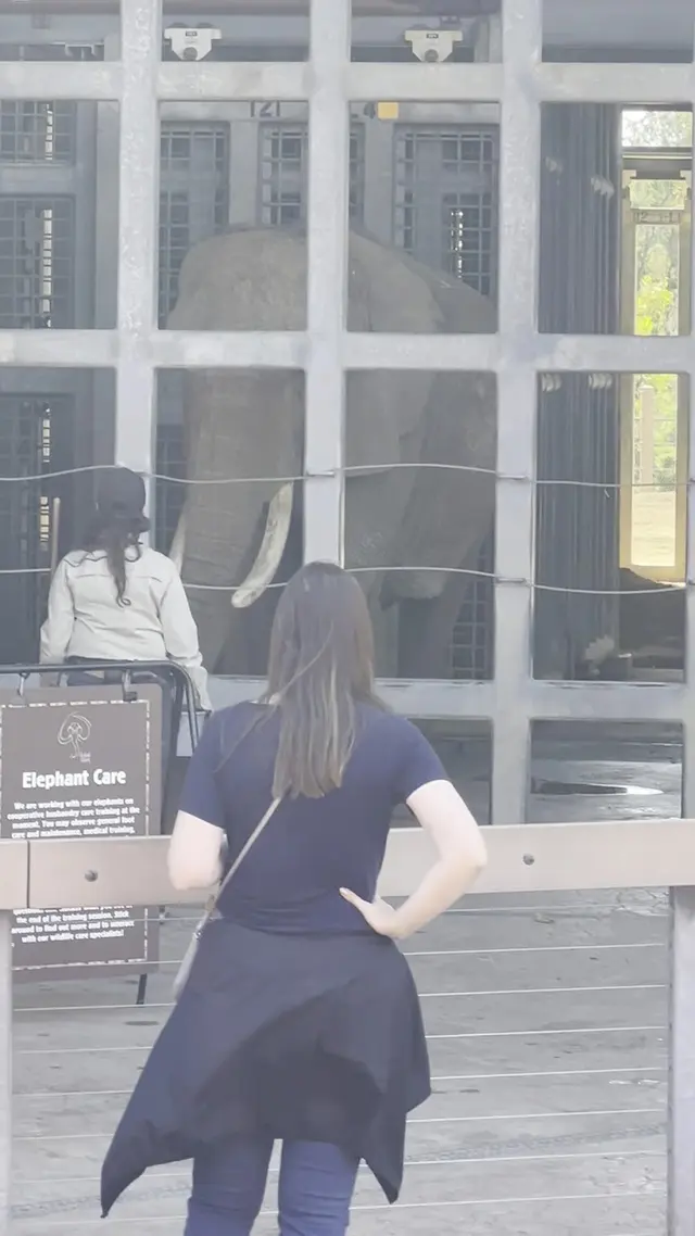 Elephant Odyssey — customer photo 12