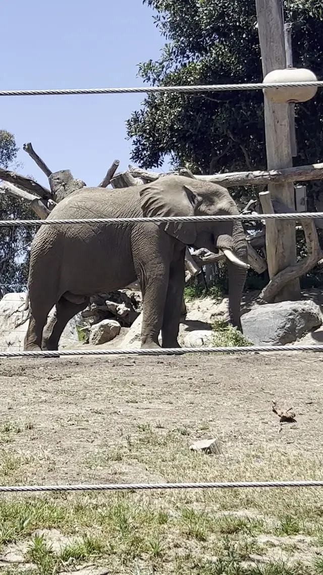 Elephant Odyssey — customer photo 8