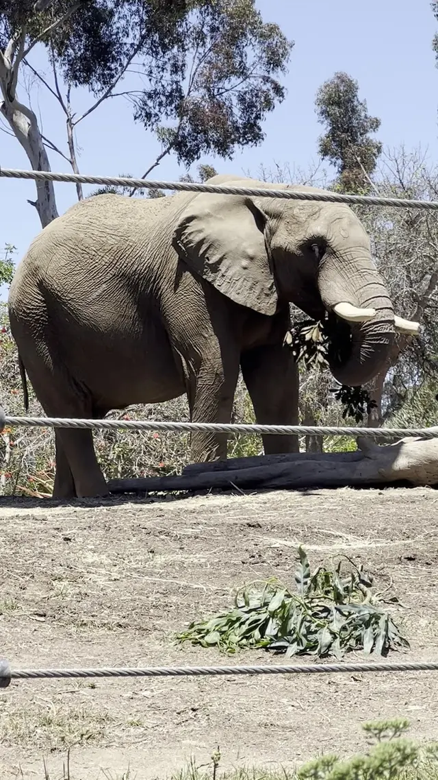 Elephant Odyssey — customer photo 9