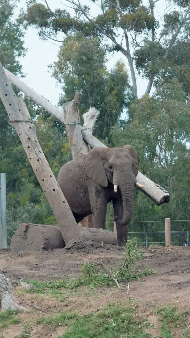 Elephant Odyssey — customer photo 7