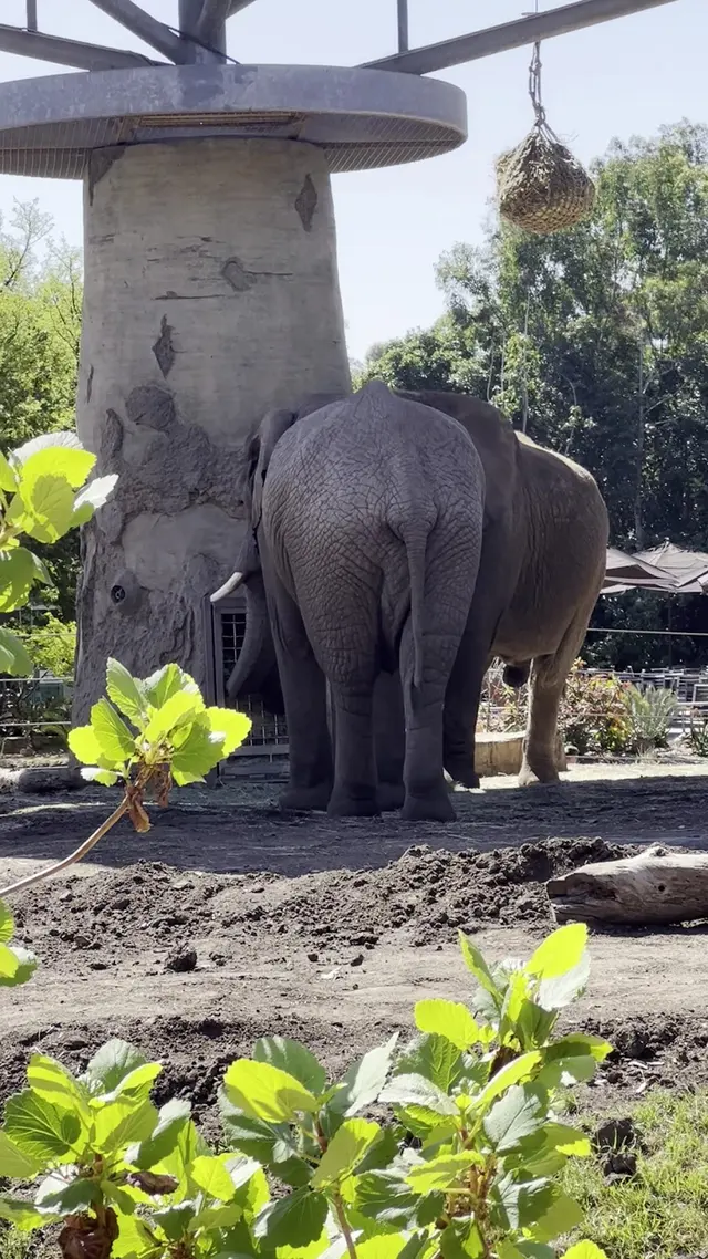Elephant Odyssey — customer photo 11