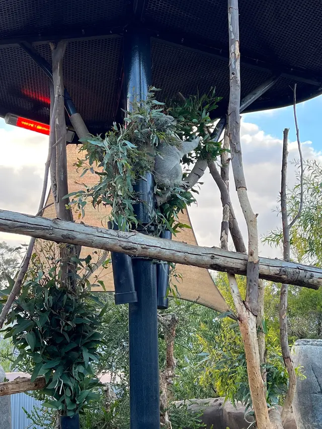 San Diego Zoo Wildlife Alliance — customer photo 11