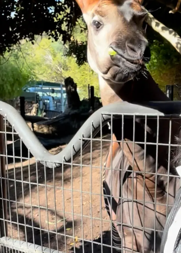 San Diego Zoo Wildlife Alliance — customer photo 7