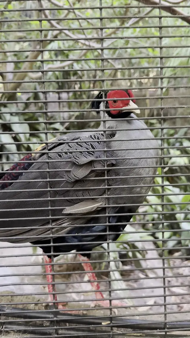 San Diego Zoo Wildlife Alliance — customer photo 1
