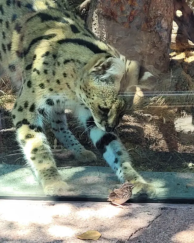 San Diego Zoo Wildlife Alliance — customer photo 9