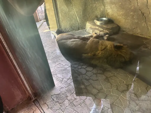 San Diego Zoo Wildlife Alliance — customer photo 6