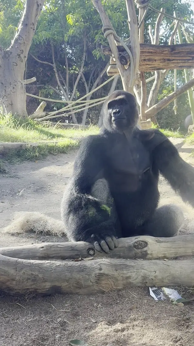 Customer photo of work by San Diego Zoo, from 35 South's review
