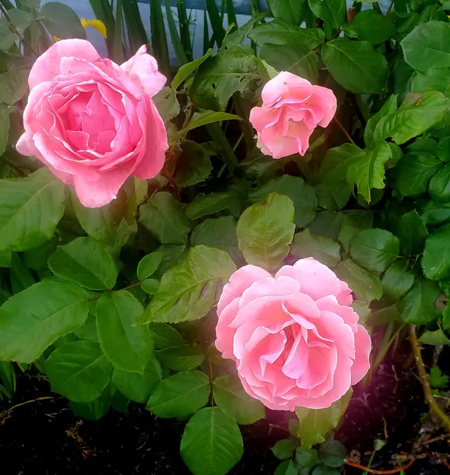 Customer photo of work by Agahatha Yoga, from Sue DeGregorio-Rosen advocate's review