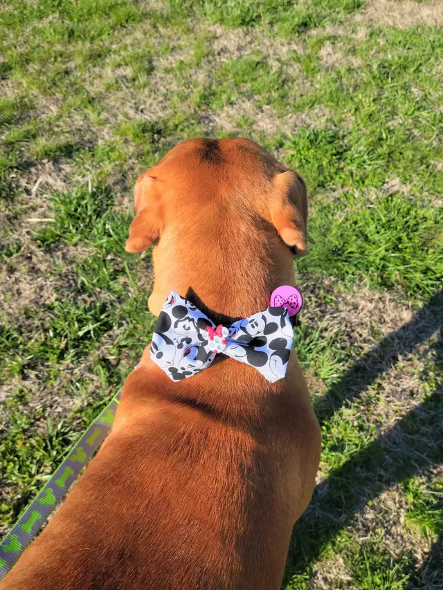Valley Paws Boutique — customer photo 10