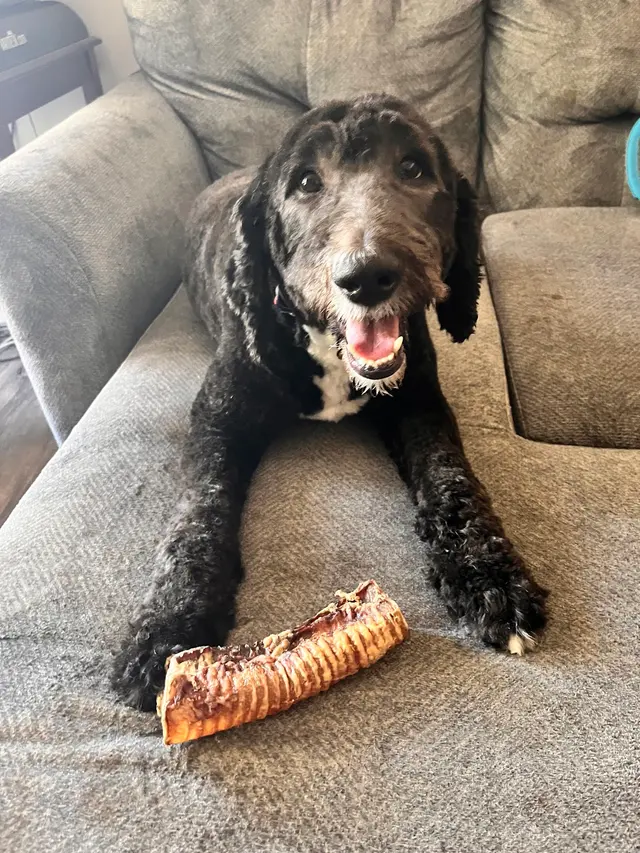Valley Paws Boutique — customer photo 9