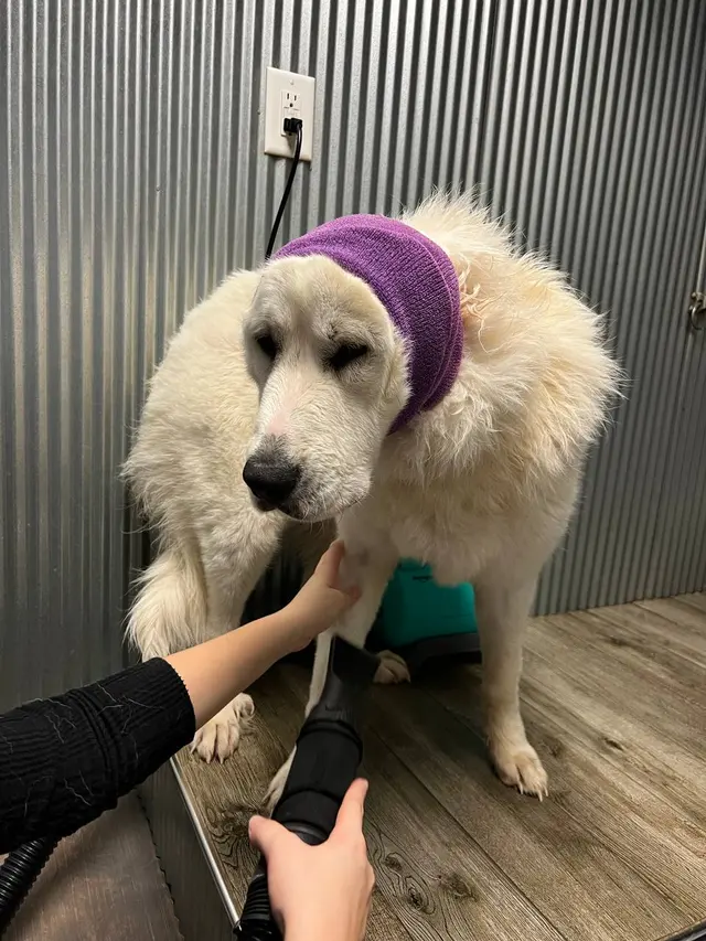 The Downtown Dog — customer photo 5