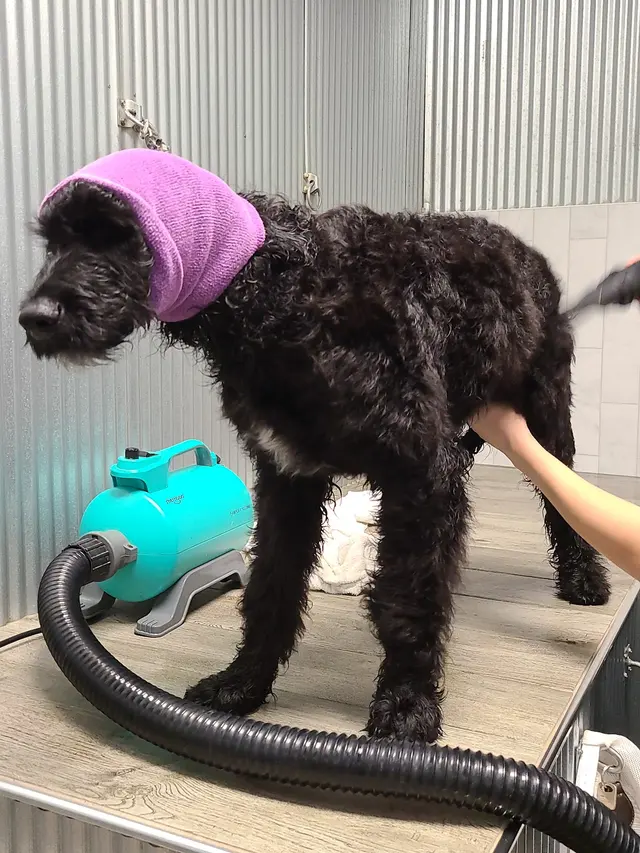 The Downtown Dog — customer photo 4