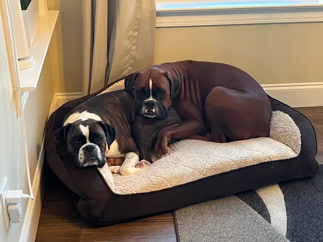 The Downtown Dog — customer photo 8