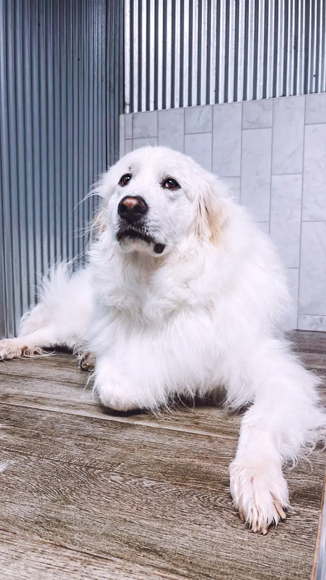 The Downtown Dog — customer photo 12