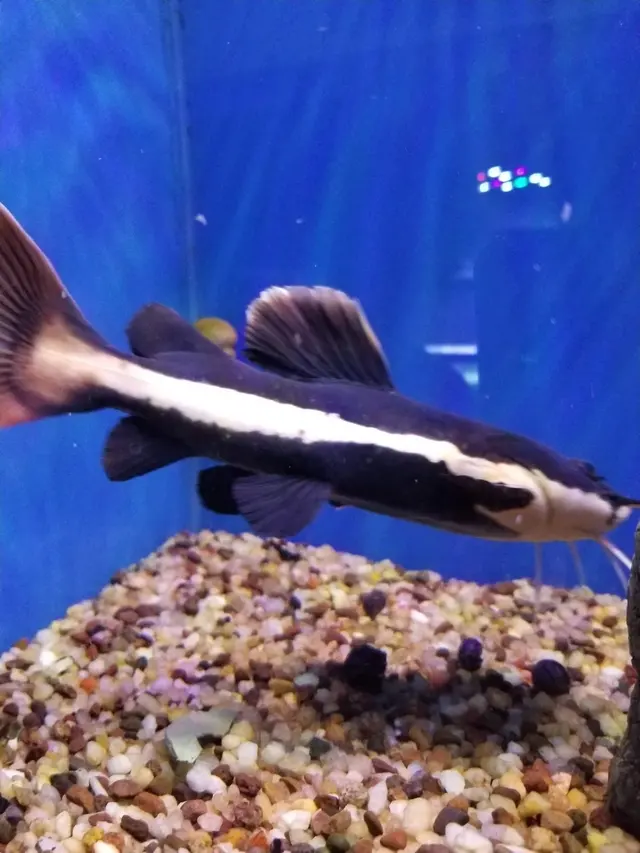 The Aquatic Den — customer photo 11