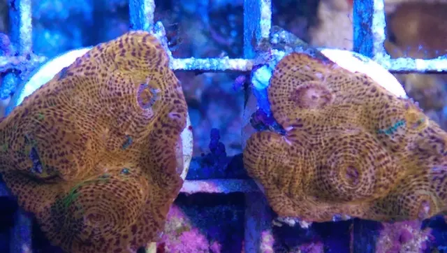 The Aquatic Den — photo from the business 10