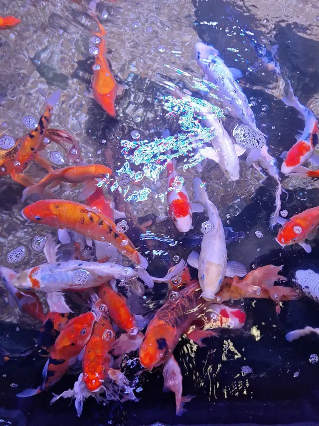 The Aquatic Den — customer photo 9