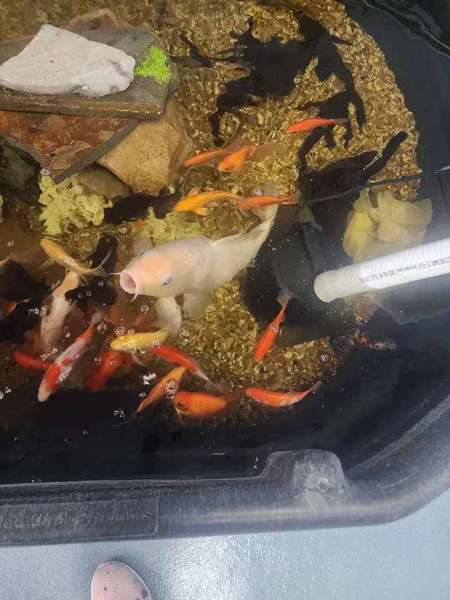 The Aquatic Den — customer photo 5