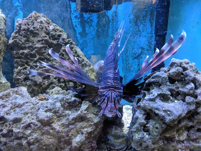 The Aquatic Den — customer photo 6