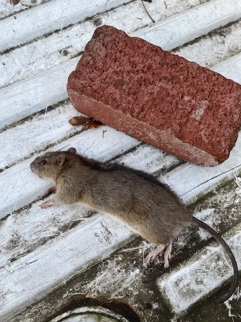 Westwood Pest Control — photo from the business 7