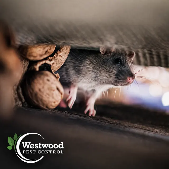 Westwood Pest Control — photo from the business 3