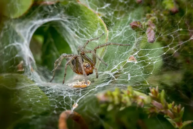 Westwood Pest Control — photo from the business 6