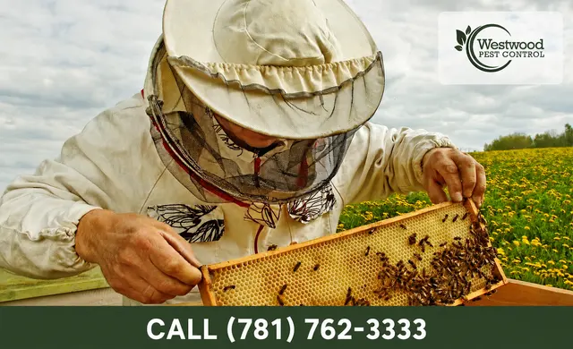 Westwood Pest Control — photo from the business 4