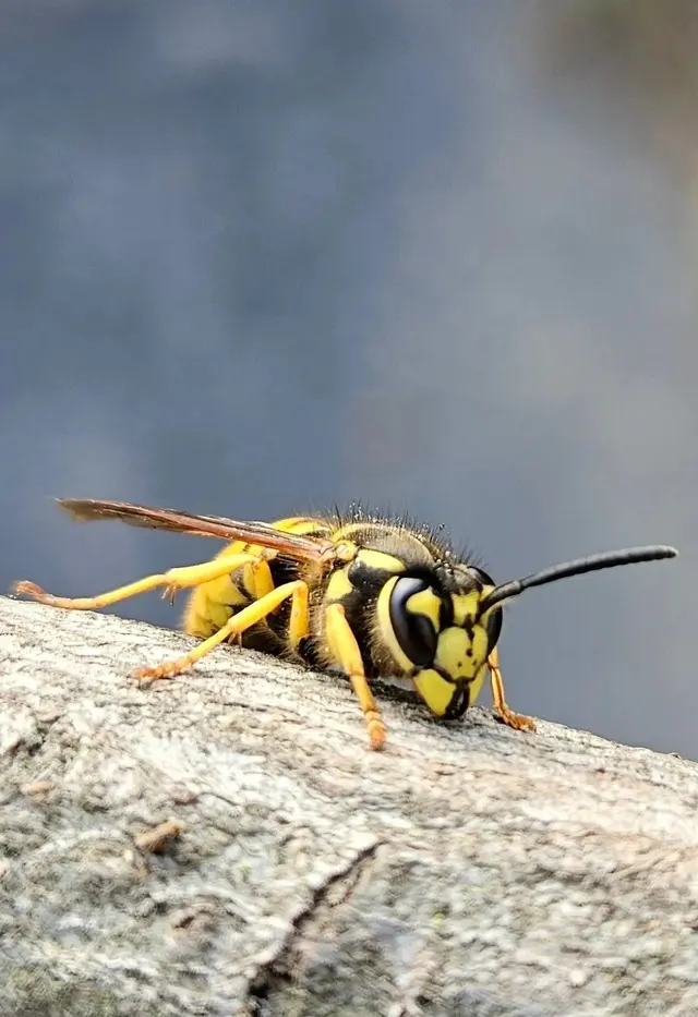 Green Planet Pest Control, Inc — photo from the business 3