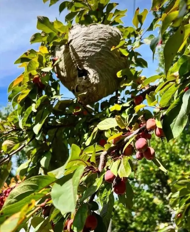 Green Planet Pest Control, Inc — photo from the business 9