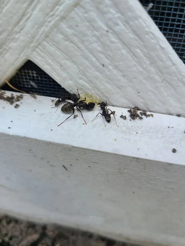 Green Planet Pest Control, Inc — photo from the business 4