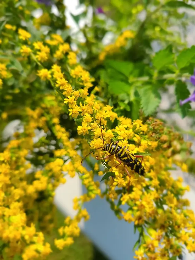 Green Planet Pest Control, Inc — photo from the business 5