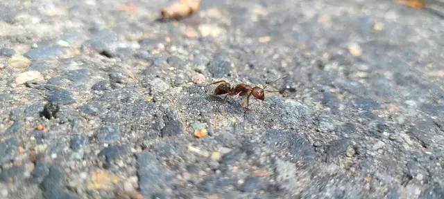 Green Planet Pest Control, Inc — photo from the business 6