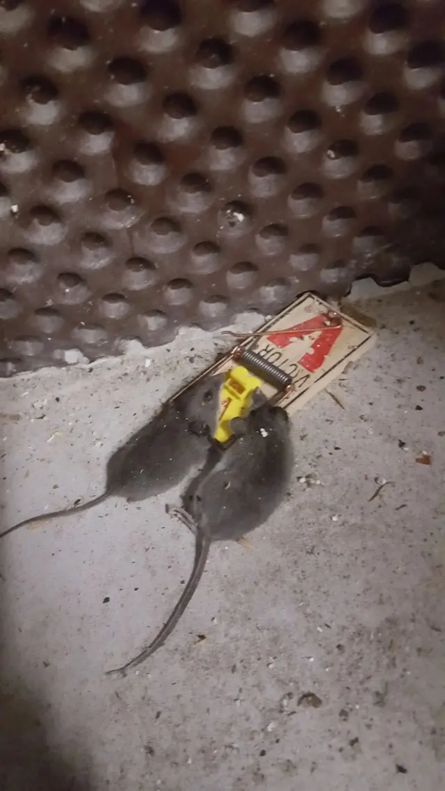 Green Planet Pest Control, Inc — photo from the business 8