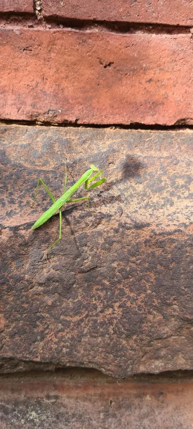Green Planet Pest Control, Inc — photo from the business 7