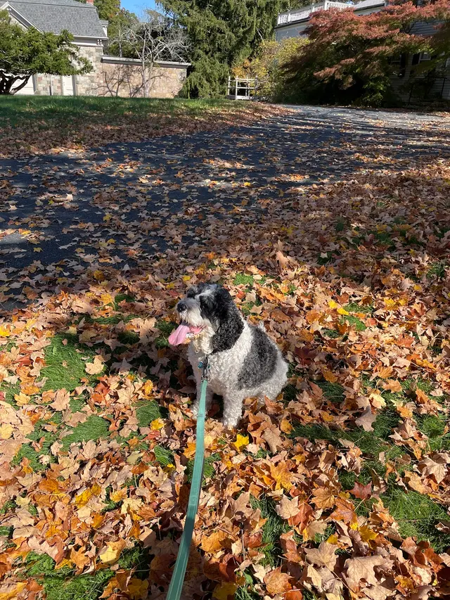 Page Exterminating Services, Inc. (Boston) — customer photo 1