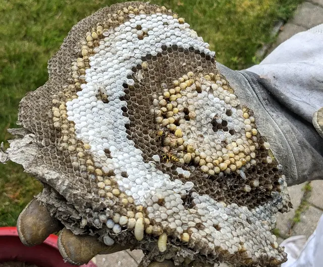 Yankee Pest Control — customer photo 10