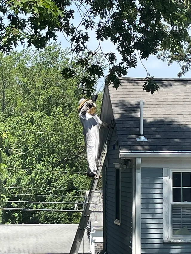 Yankee Pest Control — customer photo 11