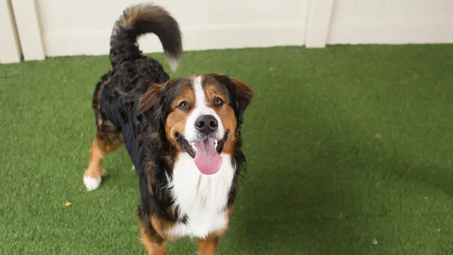 Camp Bow Wow Westminster — photo from the business 11