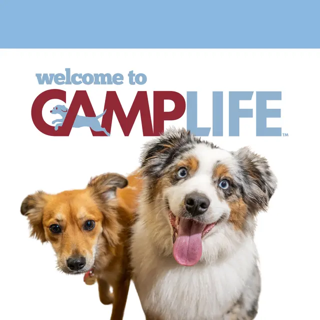 Camp Bow Wow Westminster — photo from the business 1