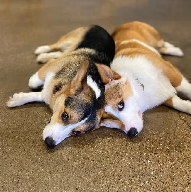 Camp Bow Wow Westminster — photo from the business 6