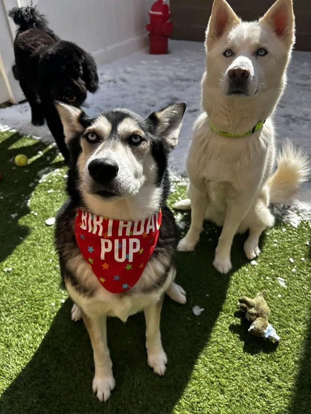 Camp Bow Wow Westminster — photo from the business 3