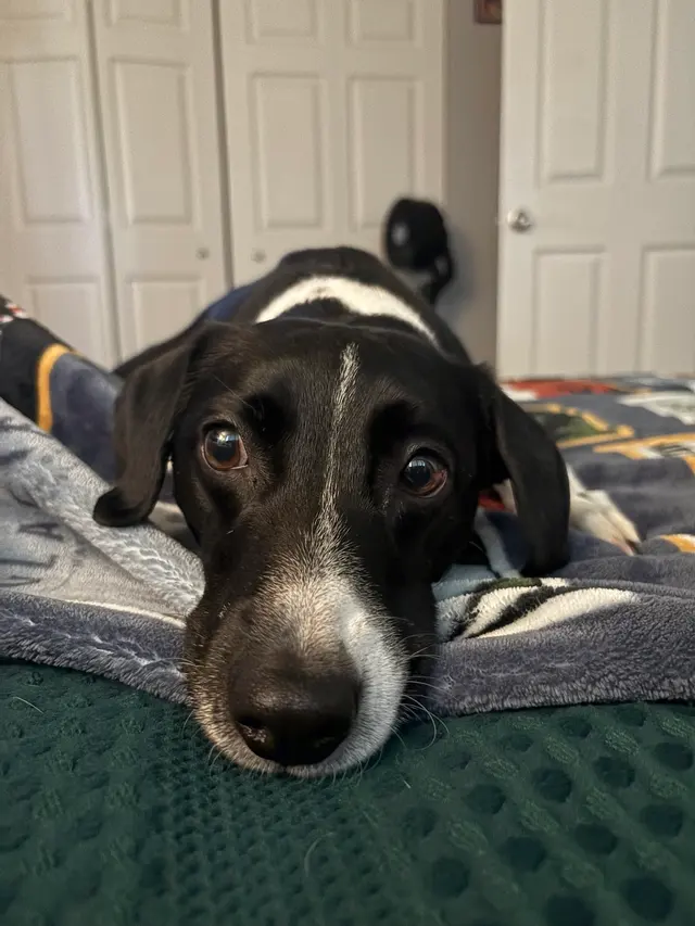 Camp Bow Wow Westminster — customer photo 2
