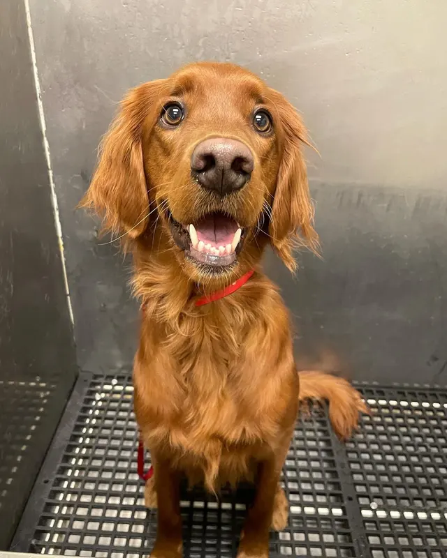 Camp Bow Wow Westminster — photo from the business 4