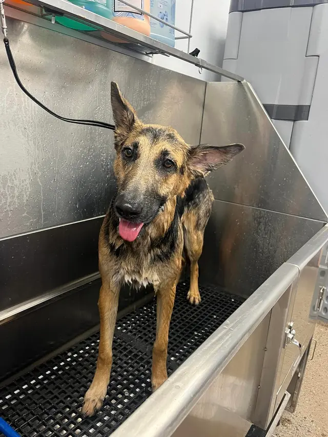 Camp Bow Wow Westminster — photo from the business 7