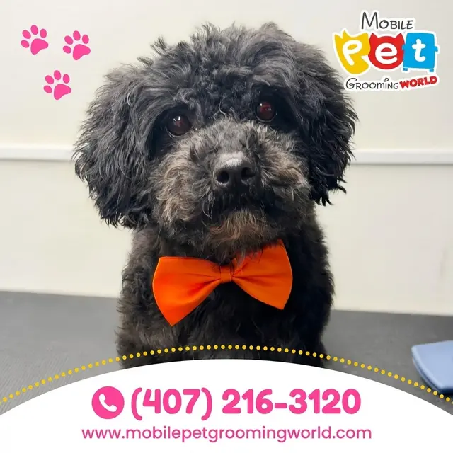 Mobile Pet Grooming World — photo from the business 3