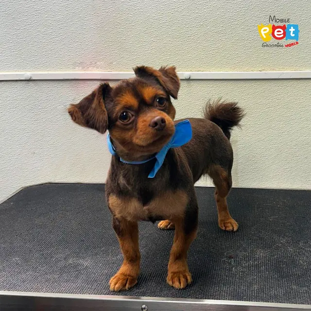 Mobile Pet Grooming World — photo from the business 5
