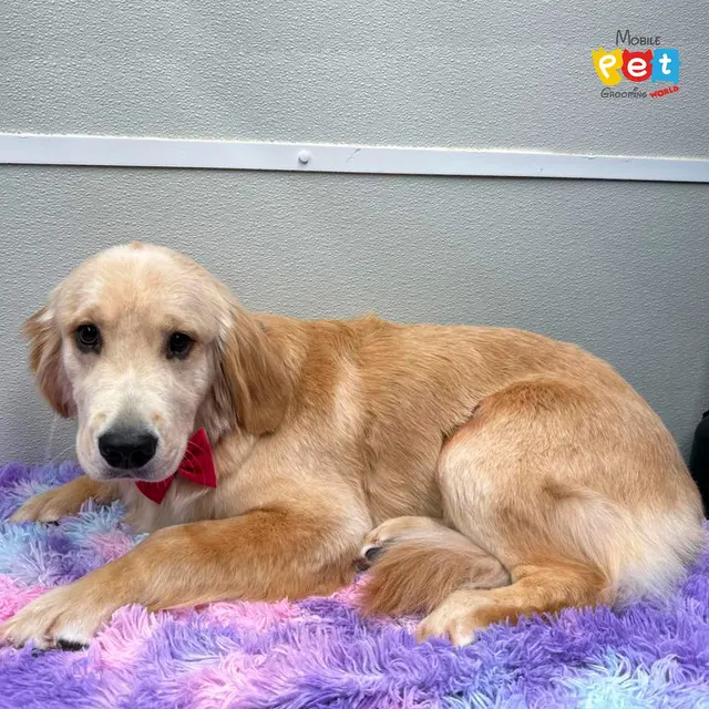 Mobile Pet Grooming World — photo from the business 8